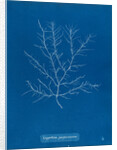 Gigartina purpurascens by Anna Atkins