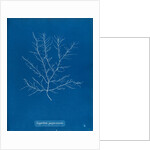 Gigartina purpurascens by Anna Atkins