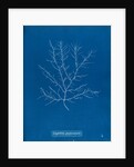 Gigartina purpurascens by Anna Atkins