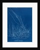 Gigartina confervoides by Anna Atkins