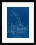 Gigartina confervoides by Anna Atkins