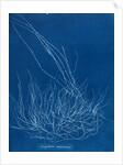 Gigartina confervoides by Anna Atkins