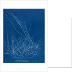 Gigartina confervoides by Anna Atkins