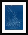 Gigartina confervoides by Anna Atkins