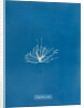 Gigartina erecta by Anna Atkins