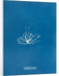 Gigartina erecta by Anna Atkins