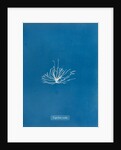 Gigartina erecta by Anna Atkins