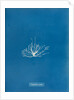 Gigartina erecta by Anna Atkins
