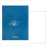 Gigartina erecta by Anna Atkins