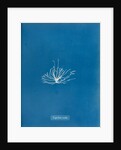 Gigartina erecta by Anna Atkins