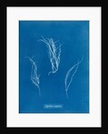 Gigartina compressa by Anna Atkins