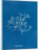 Pestle weed by Anna Atkins