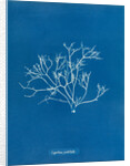 Pestle weed by Anna Atkins