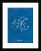 Pestle weed by Anna Atkins