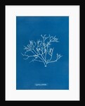 Pestle weed by Anna Atkins