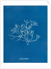 Pestle weed by Anna Atkins
