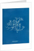 Pestle weed by Anna Atkins