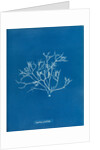 Pestle weed by Anna Atkins