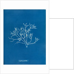 Pestle weed by Anna Atkins