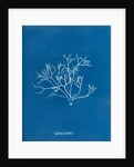 Pestle weed by Anna Atkins