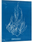 Gigartina acicularis by Anna Atkins