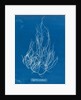 Gigartina acicularis by Anna Atkins