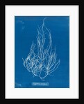 Gigartina acicularis by Anna Atkins