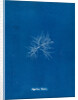 Gigartina teedii by Anna Atkins