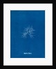 Gigartina teedii by Anna Atkins