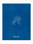 Gigartina teedii by Anna Atkins