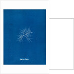 Gigartina teedii by Anna Atkins