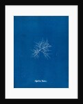 Gigartina teedii by Anna Atkins
