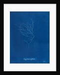 Gigartina griffithsiae by Anna Atkins