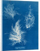 Gigartina plicata by Anna Atkins
