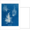 Gigartina plicata by Anna Atkins