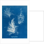 Gigartina plicata by Anna Atkins