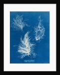 Gigartina plicata by Anna Atkins