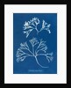 Chondrus mamillosus by Anna Atkins