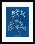 Chondrus mamillosus by Anna Atkins