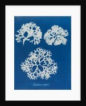 Irish moss by Anna Atkins