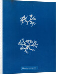 Chrondrus norvegicus by Anna Atkins