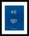 Chrondrus norvegicus by Anna Atkins