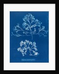 Chondrus membranifolius by Anna Atkins