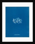Chondrus brodiaei by Anna Atkins