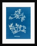 Phyllophora rubeus by Anna Atkins