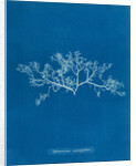 Berry wart cress by Anna Atkins
