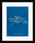 Berry wart cress by Anna Atkins