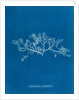 Berry wart cress by Anna Atkins