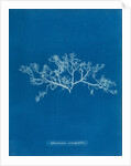 Berry wart cress by Anna Atkins