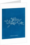 Berry wart cress by Anna Atkins